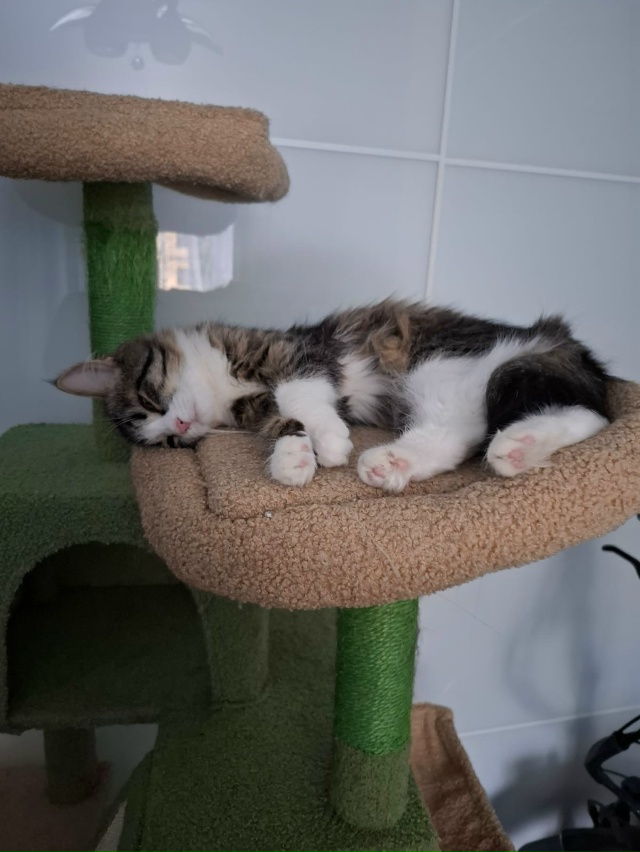 Добрый день! Ищем заботливых хозяев для молодой кошечк...