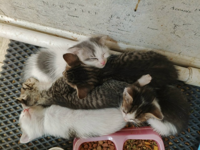 Здравствуйте!!! СРОЧНО!!!!!! Отдам котят в добрые руки. Пр?...