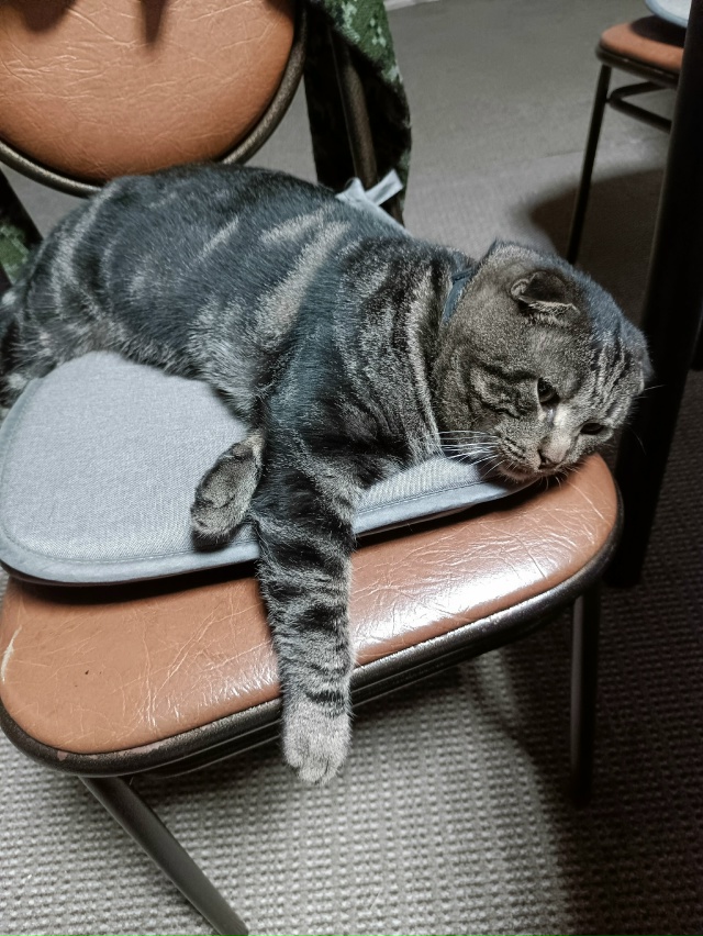 Добрый день. Отдадим в добрые руки вислоухого кота -бри...