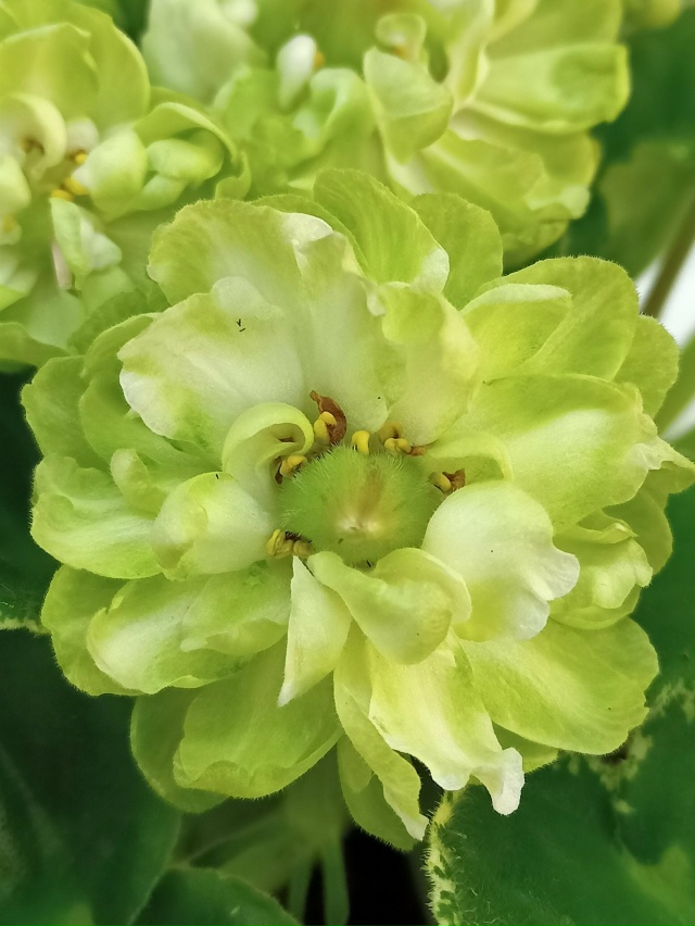 Продам набор деток сортовых фиалок. В наборе 4 детки. Це...