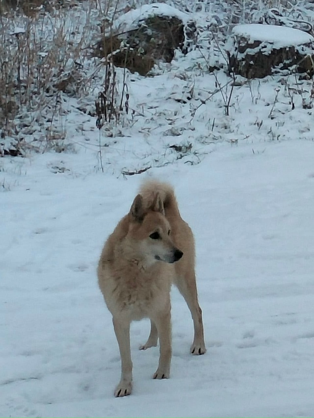 В деревне Карельская Масельга бегает собачка, жители е...