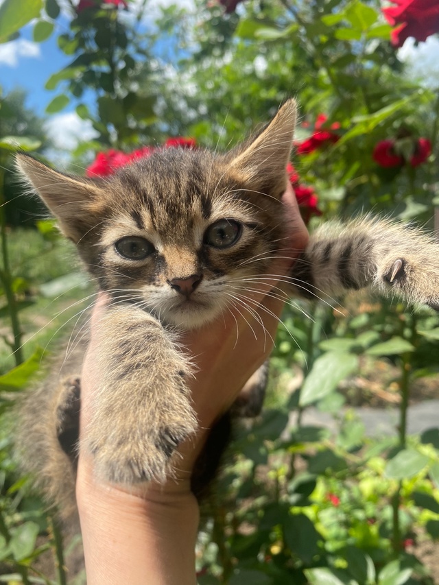 Котенок в поиске дома.
Обращаться на Вотсап по номеру 8...