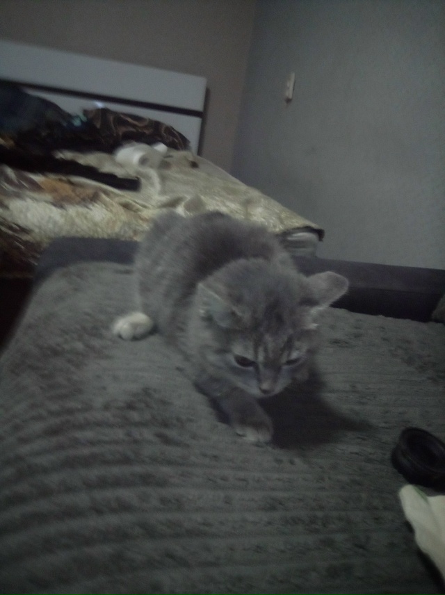 Одаю кота в добрые руки зовут кота портизан