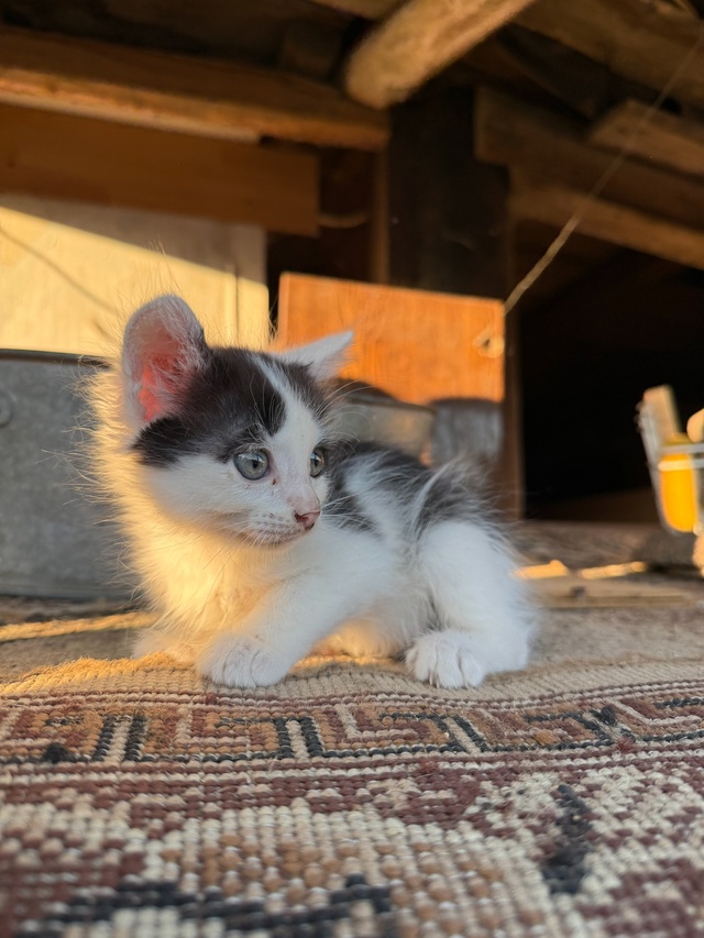 Отдаем в добрые руки
2 мальчика, 3 девочки
89174309377