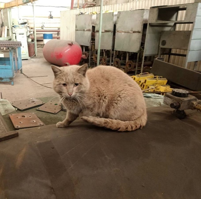 Михалыч печалится, ибо во время обеда, когда протискив?...