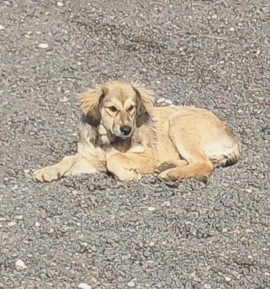 Москва, Тушино.
Срочно нужен дом!?
Хотя бы временный.
...