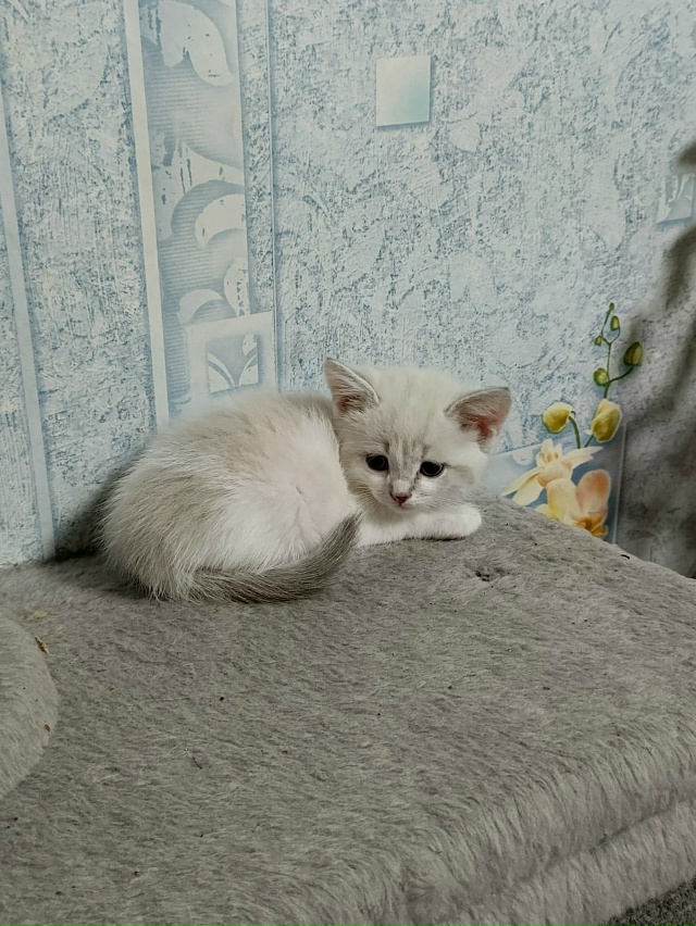 Котятки в добрые руки, все мальчики
В лоточек ходят, ку?...