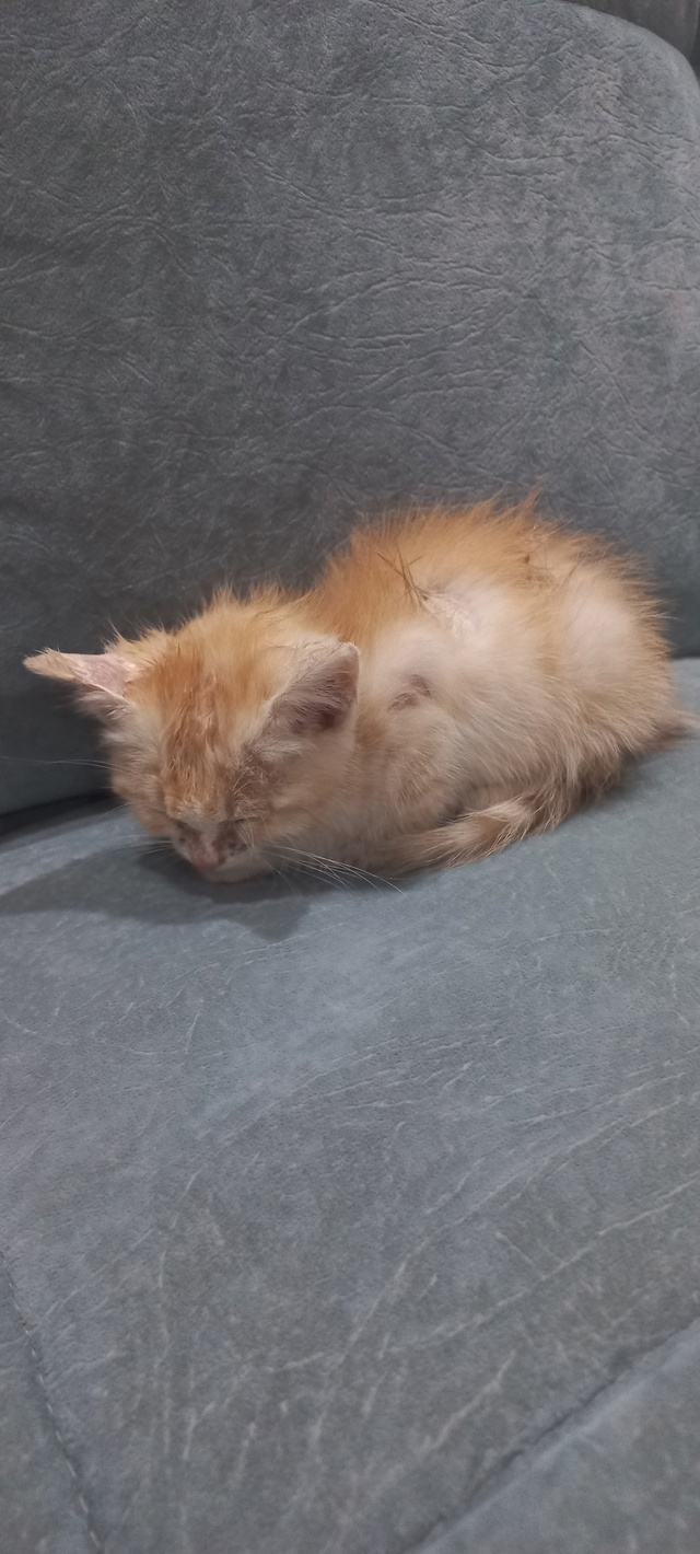 Помогите пожалуйста пристроить котёночка(девочку) в д?...