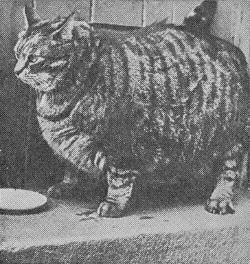 В 1950 году книга рекордов Гиннеса назвала Клауса из Сан-...