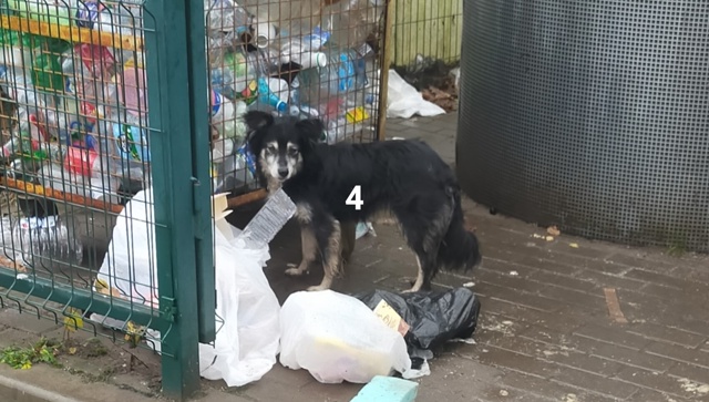 #ПотерялиНашлиПомогите
1 Кто потерял двух замечатель?...