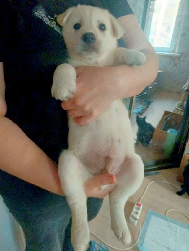 ✨ Щенки ищут дом! Идеальные компаньоны и охранники уже...