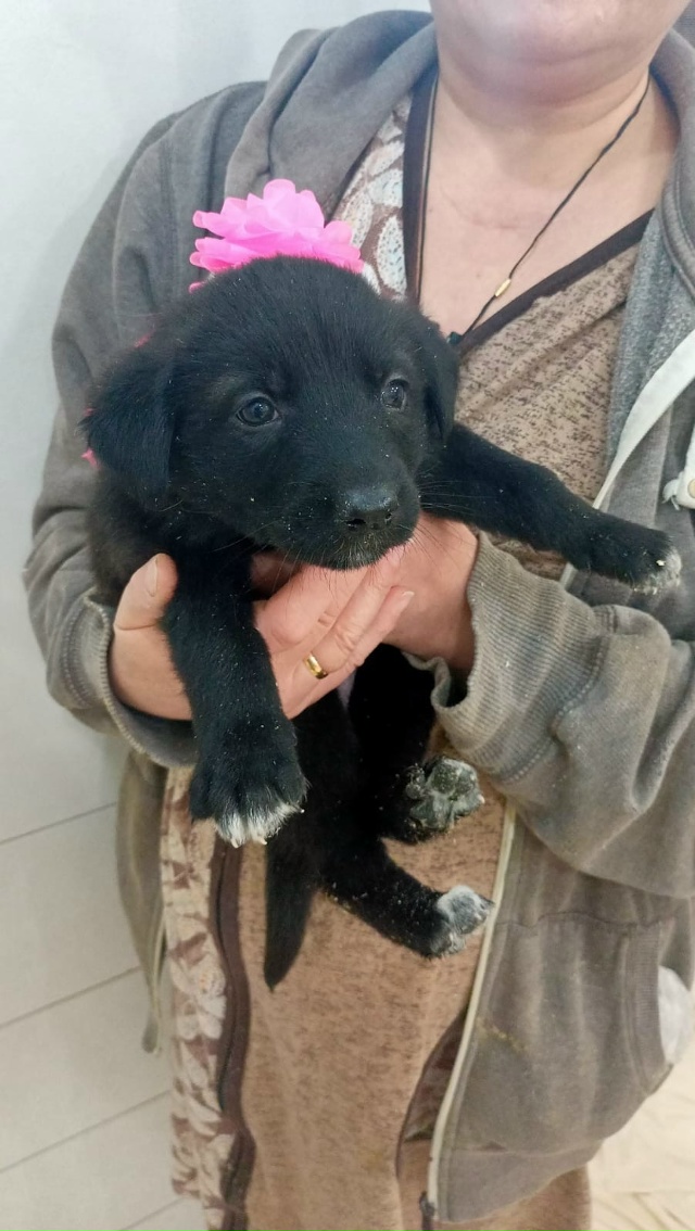 Отдам в хорошие руки щенков, 4 девочки, 2 мальчика, возра...