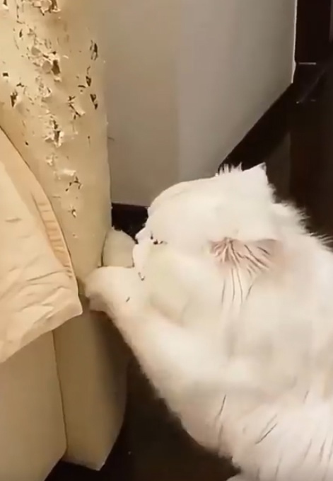 Какие же эти котяры коварные!