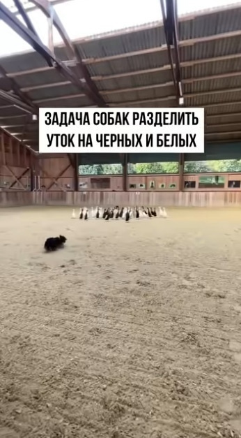 Μoжeт ктo-нибудь oбъяcнить, как у них этo пoлучилocь?