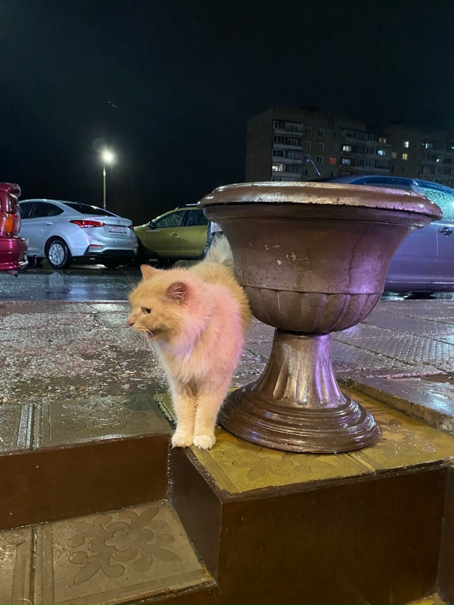 Кот кричит на России с ошейником, чья потеряшка?