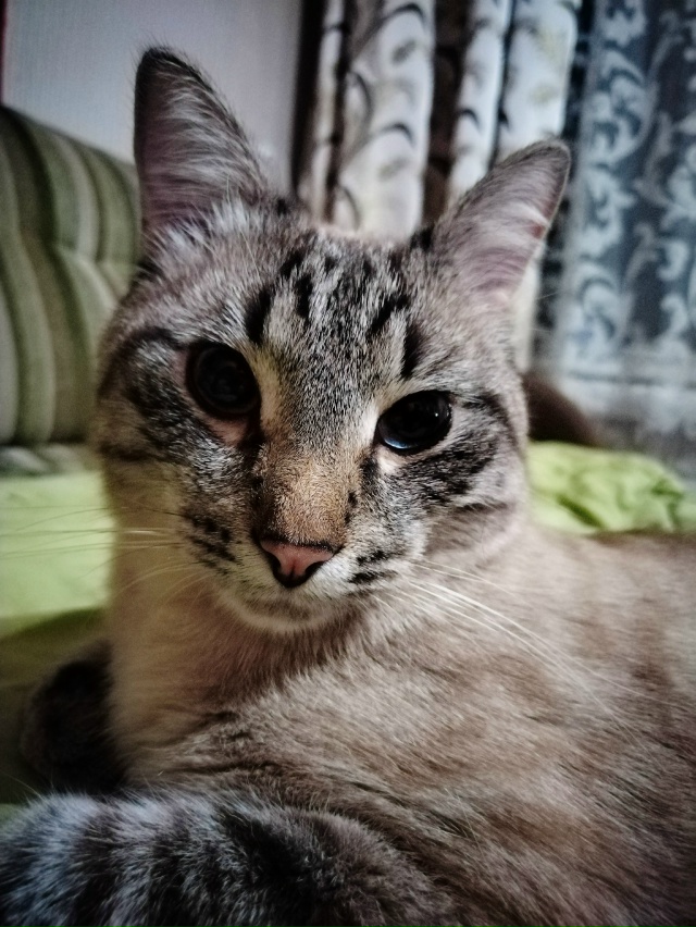 Кот Арбуз 🐈🍉