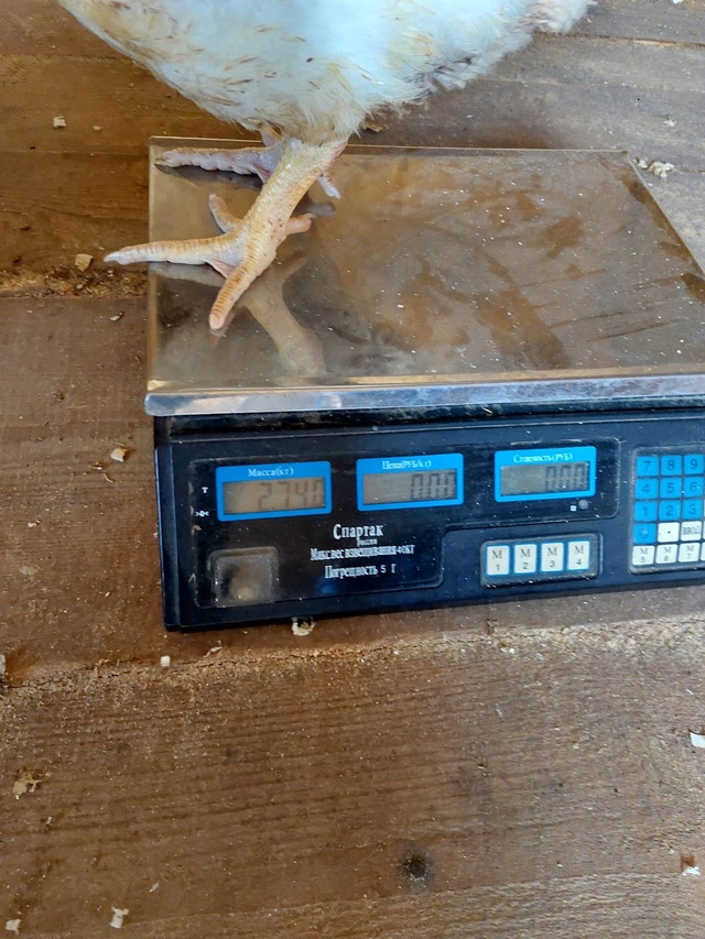 ❗❗❗ПРОДАЮТСЯ❗❗❗
Цыплята ? Бройлерные 50-ти дневны?...