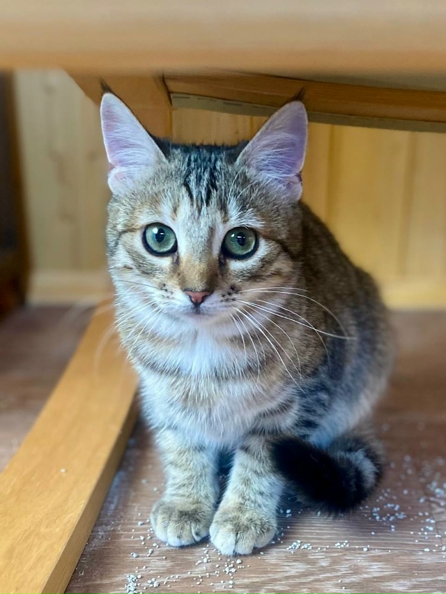 Ушастая девчонка с очень выразительными глазами ищет ?...