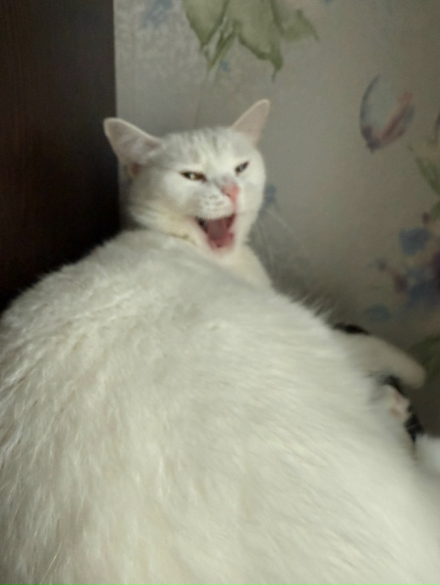 Бляцки осуждающий сугроб
#КошкаСветлана