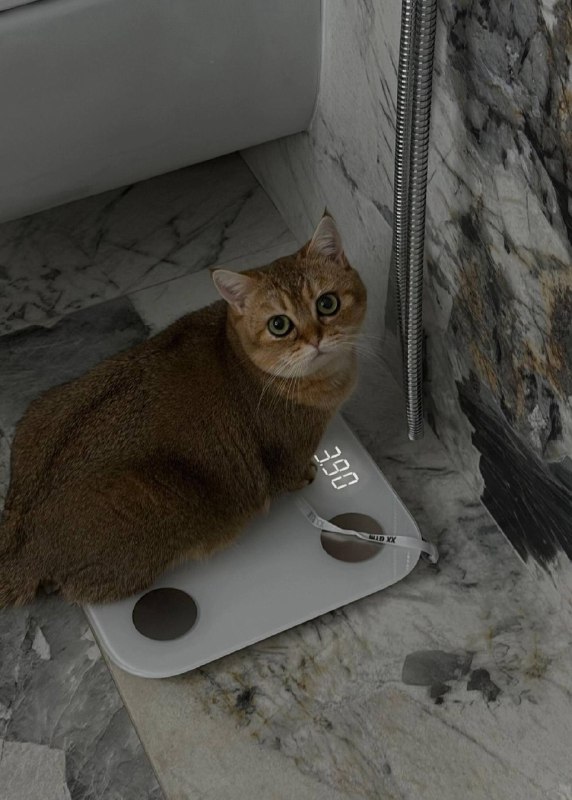 Чьто же вы натворили чоколадки………