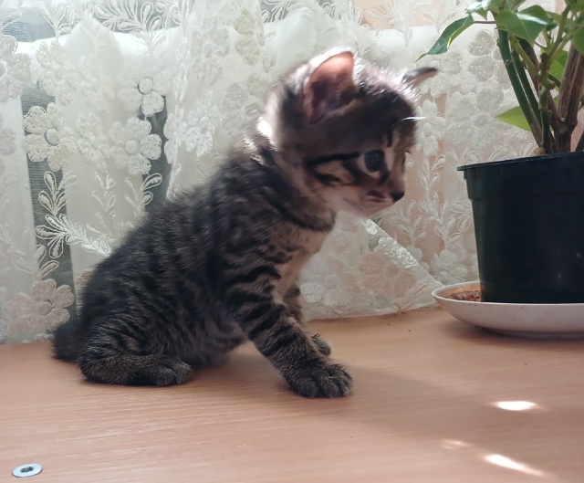 Отдам котят в добрые руки от Бенгальской кошки! Мальчи?...