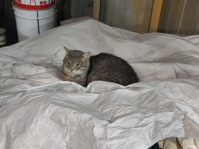 #мявстерская