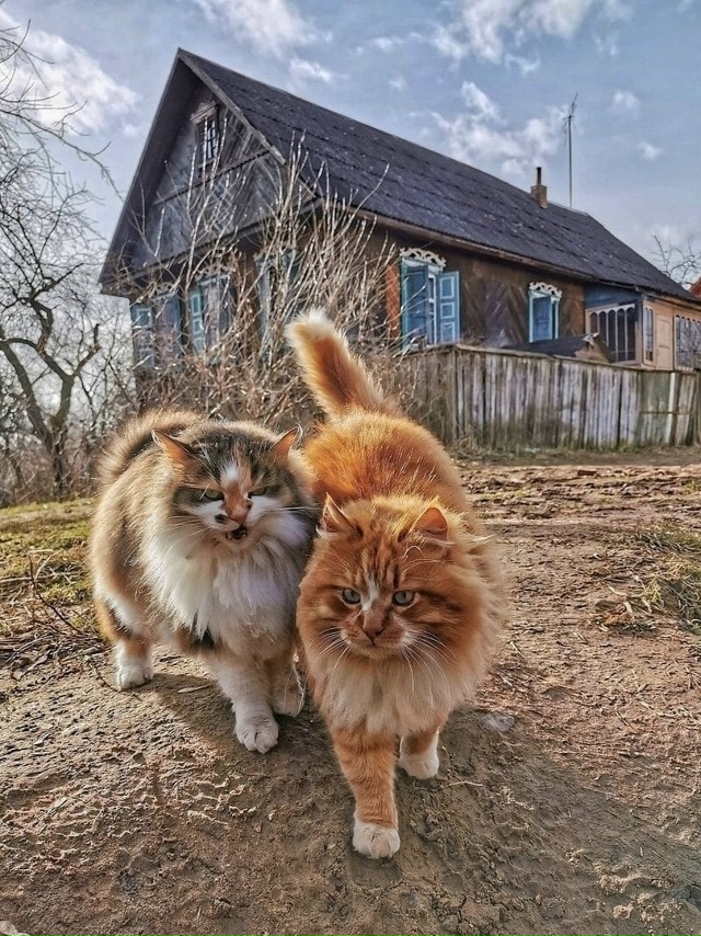 Красота деревенских котиков ❤️