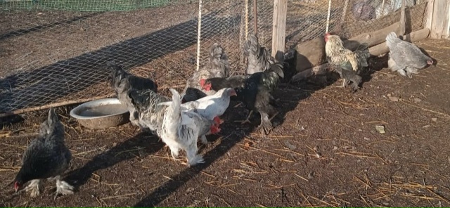 Продаются породистые петушки! Короли птичьего двора! Э...