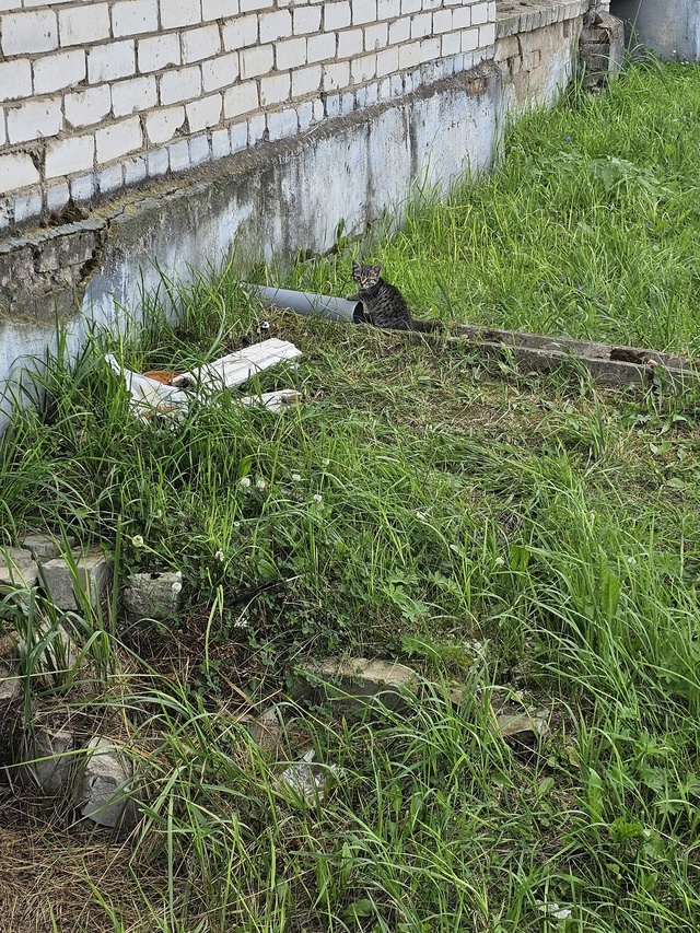 На Кирова 7 котёнок один. Может нужен кому.