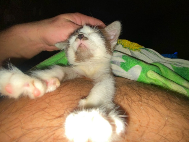 Доброго времени всем.
Котенку нужен хозяин.
Были прос?...