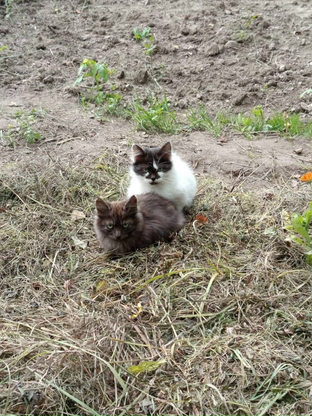Срочно!!! Котята выживают на дачах,наступают холода им ?...