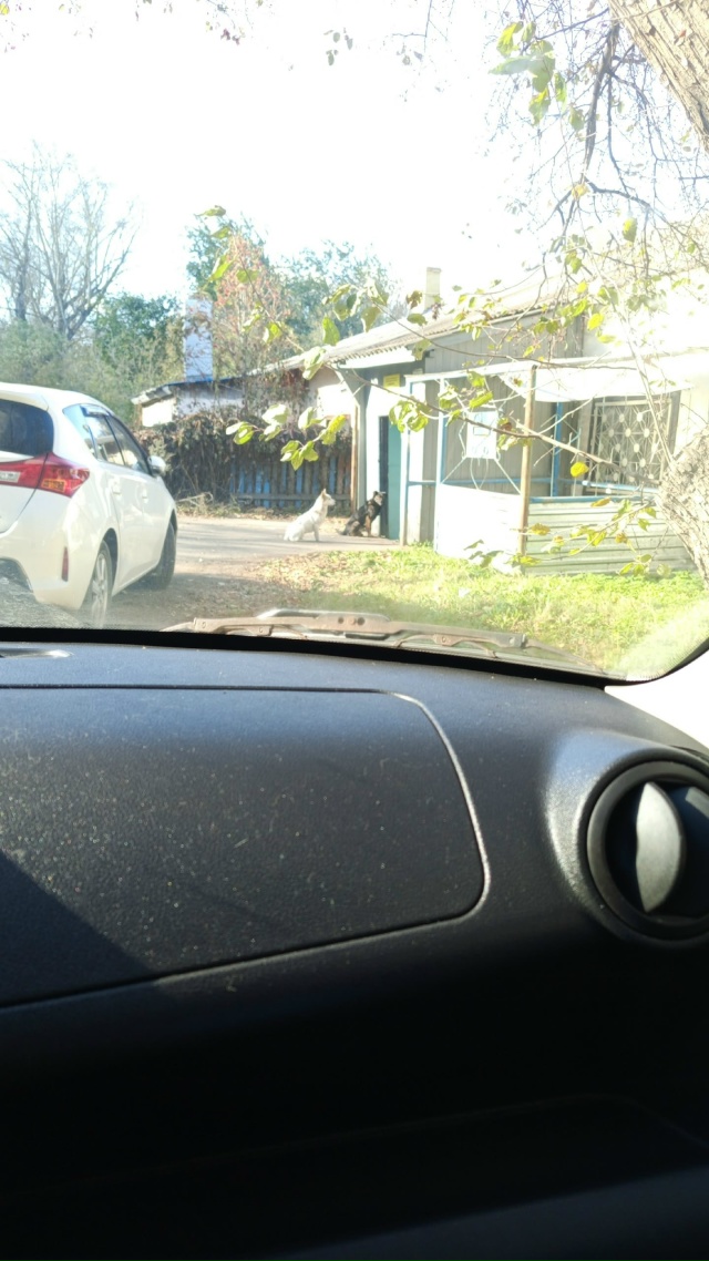 Кадровик, 2й участок
Вход в больницу оккупирован соба?...