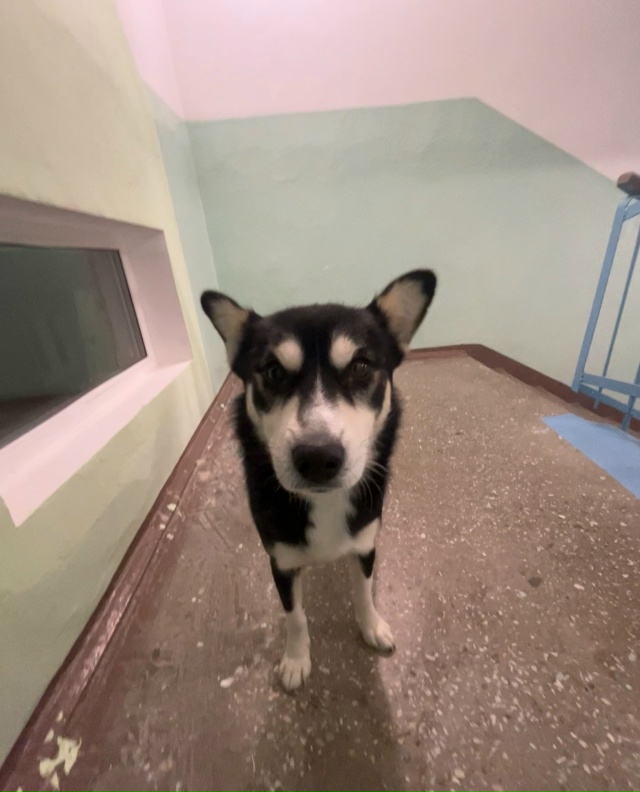 бродит собака на солнечной 18
если ваша собака просьба ...