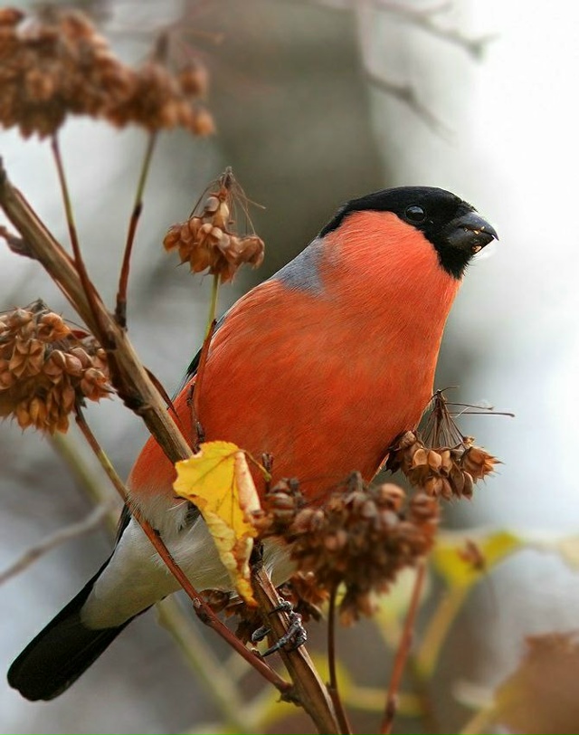 Подборка фотографий из Лосиного острова от Михаила Кр?...