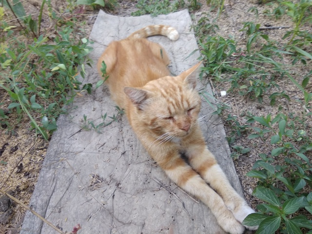 Посмотрите на этого кота, пожалуйста, может быть, его к?...
