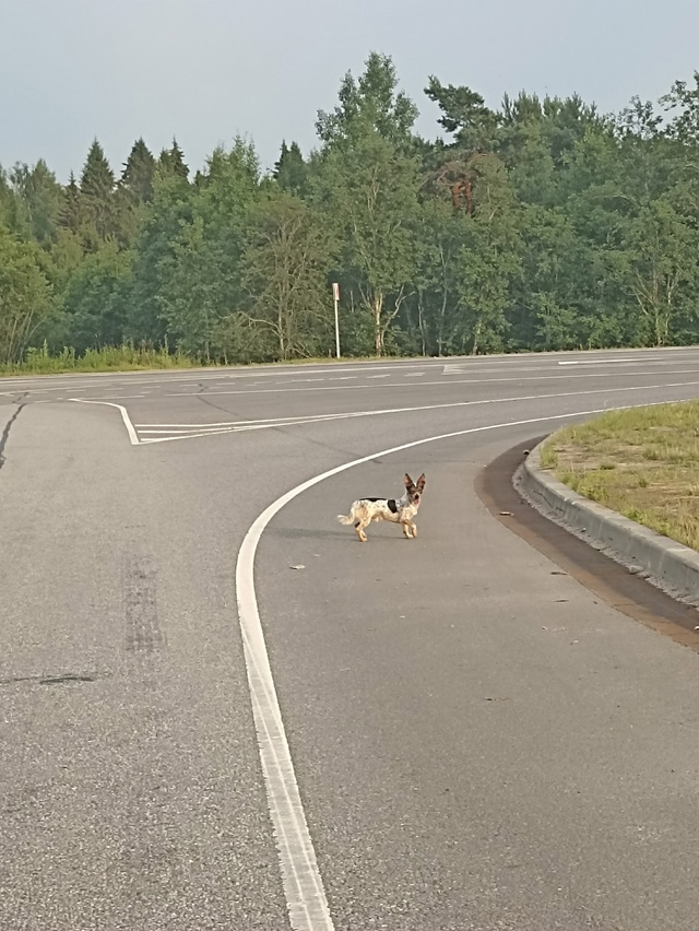 Чья потеряшка бегает у нового моста?