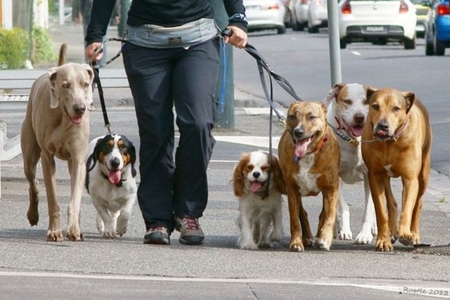 🐕 Выгул собак станет строже. Кому теперь нельзя вывод?...
