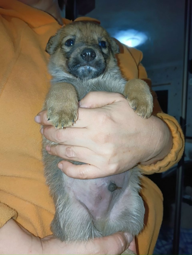 Ищем хозяев щенкам. Все кобели. Обработаны от блох и гл?...