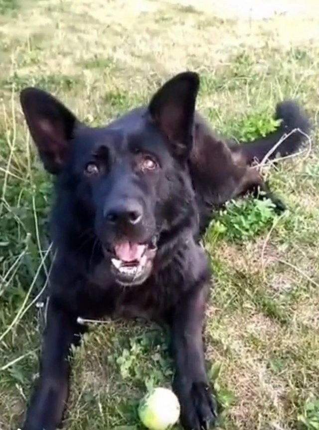 ? Убийца по праздникам: в селе под Тольятти живодер уб...