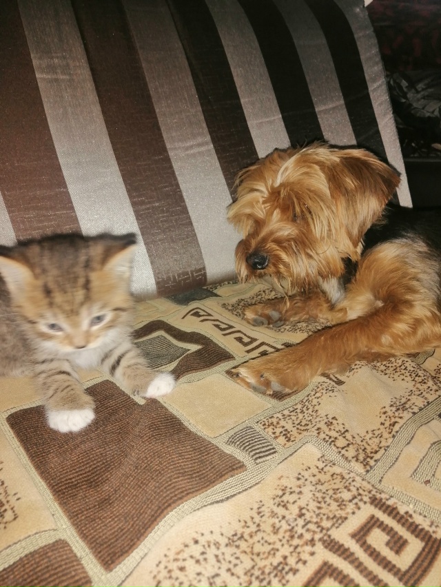 Помогите найти друга ??? Потерялся йокширский терь...