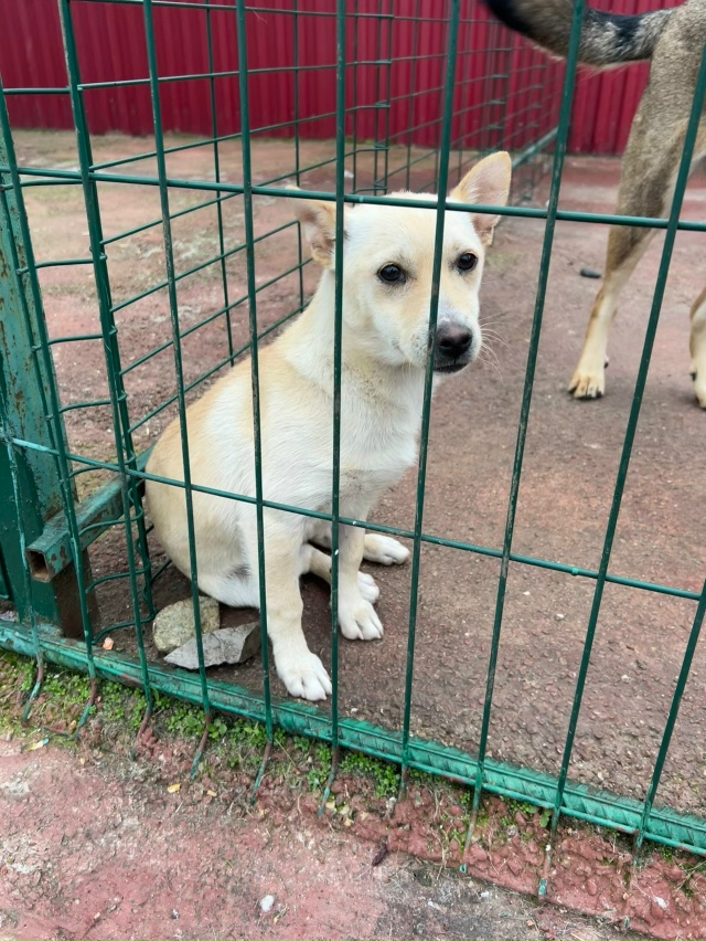 Эта собачка испытала предательство😭😢 ее бросили и е?...