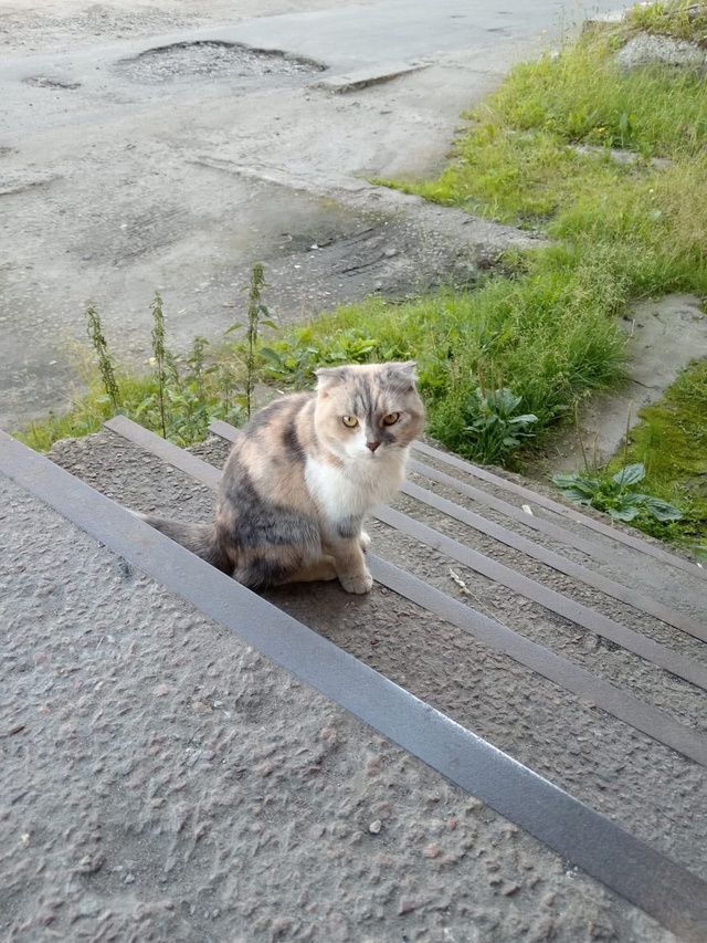 Кошечка на Ленина 24 во дворе может кто ищет