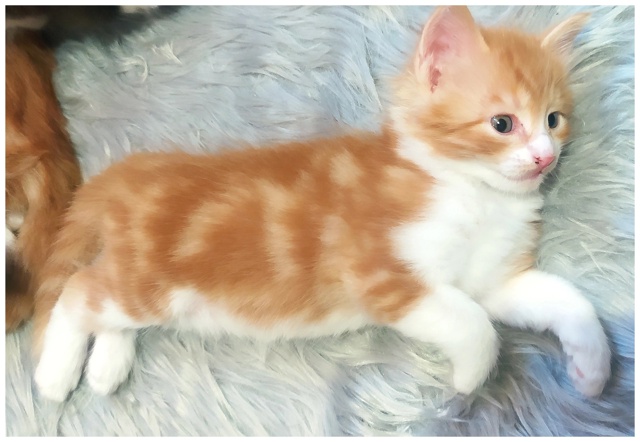 Предлагаем котят цветной турецкой ангоры от собственн...