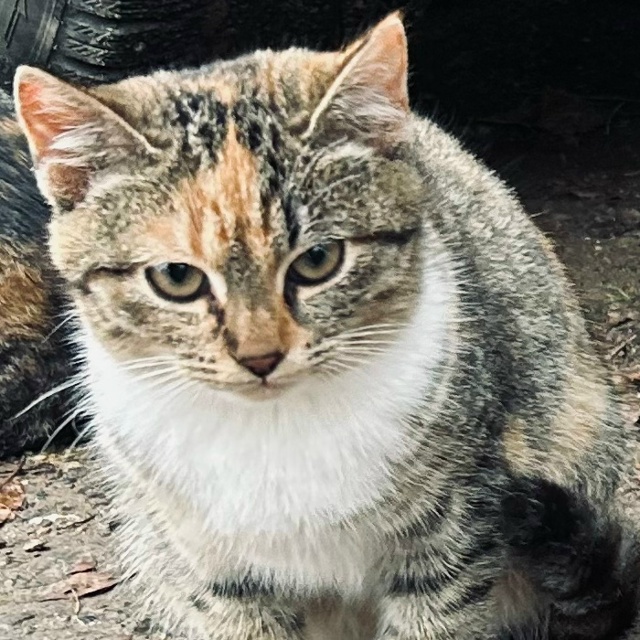 Подрощенные котята в добрые руки.
Деревенские подрощ?...