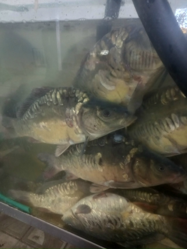 Живая рыба Карп. Обр майская 39.