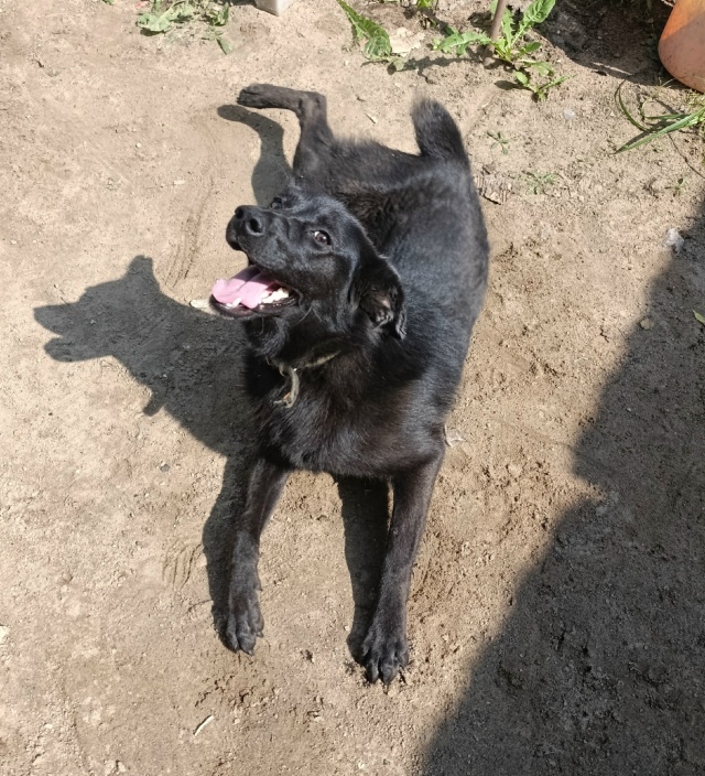 Ищу дом для этой замечательной девочки! 🌟🐶
Она очень ...