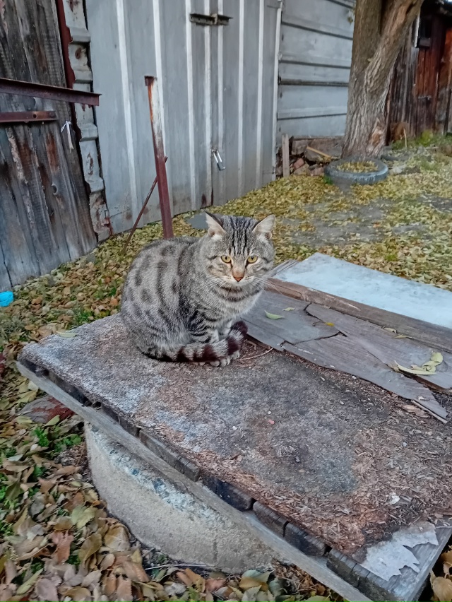 Второй год живёт в микрорайоне СМУ красивый котик. Я на...