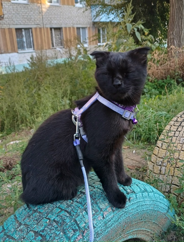 ❗Отдам кошечку в добрые руки❗
Кошечке 7 месяцев, откли...