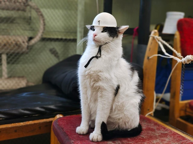 Смотрите, какой важный хуй бумажный. Думаете, это честн...