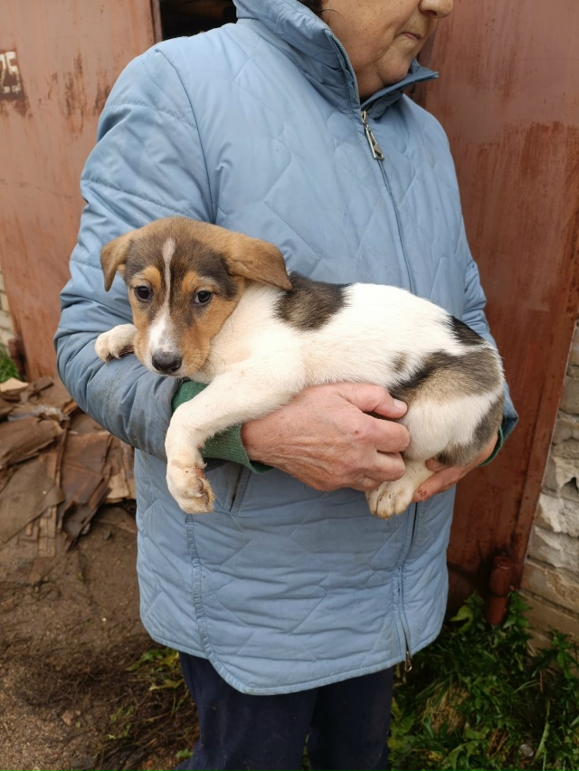 Мальчики в добрые руки. Выживают на улице.
Привезём
+791...